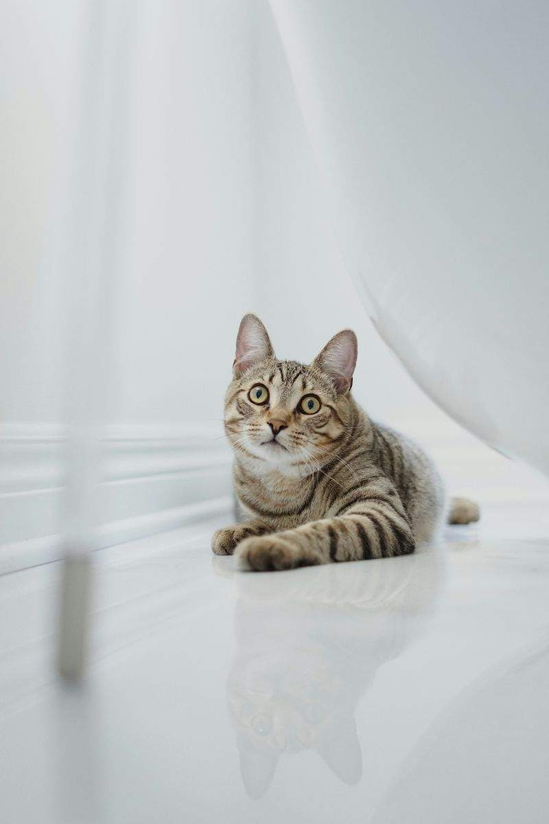 初めての方へ：ねこみらいケア株式会社のサポート紹介