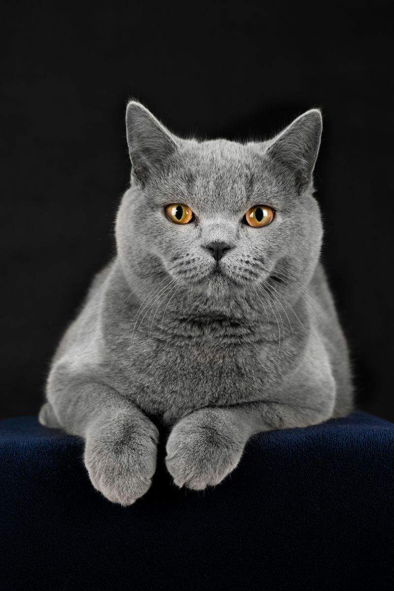 ねこみらいケア株式会社 14