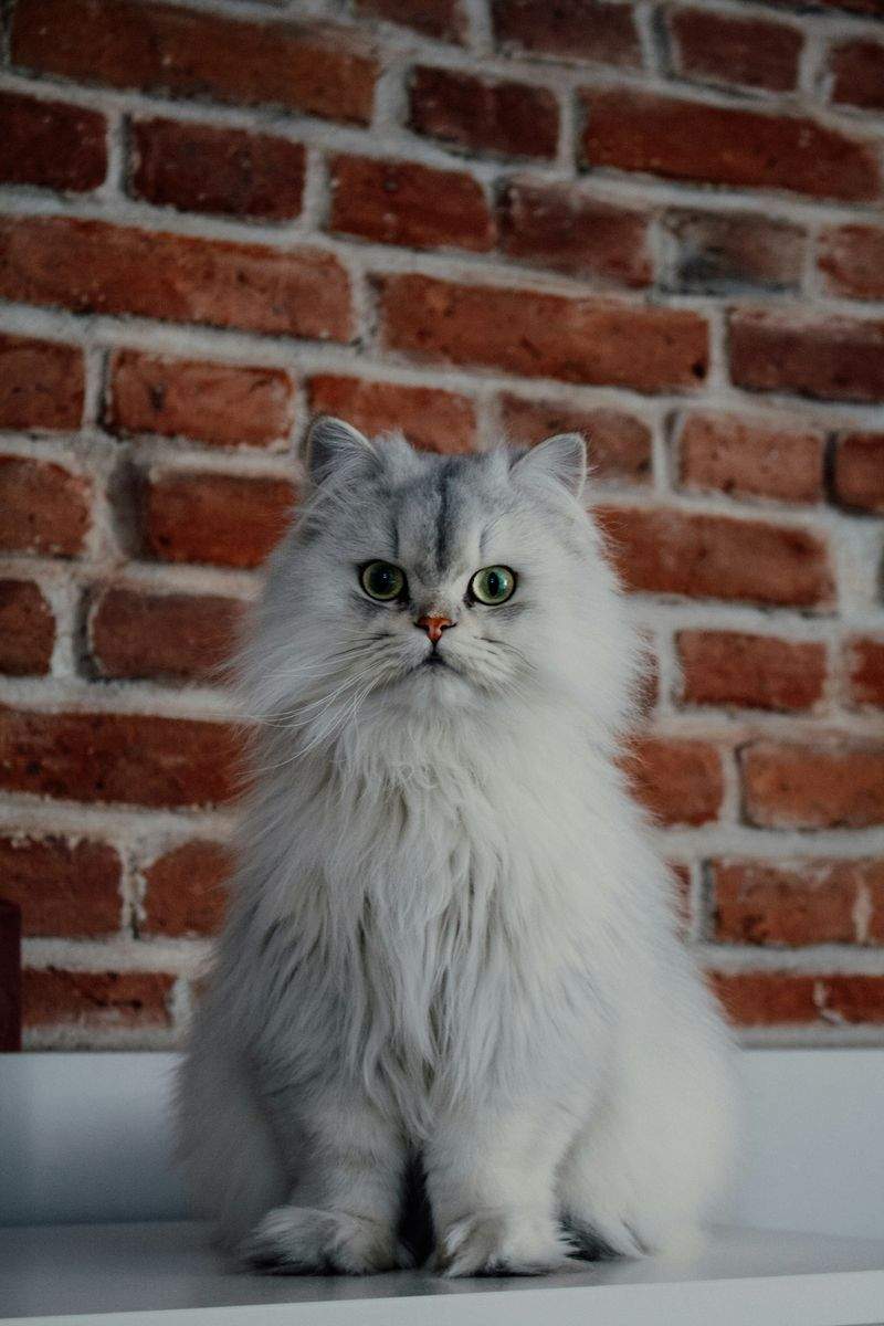 ねこみらいケア株式会社 8